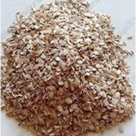 Utangan Beej Utangan Seeds Blepharis Edulis Pers