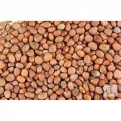 Mooli Beej Radish Seeds Raphanus Sativus