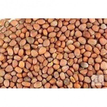 Mooli Beej Radish Seeds Raphanus Sativus