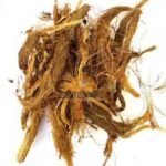 Jatamasi Root Balchad Jatamasi Jad Jatila Nardostachys Jatamansi