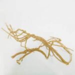 Sathi Jaad Punarnava Roots Boerhavia Diffusa