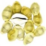 Kaudi Bina Chhed Wali Pilli Shells without Hole Yellow color 11 Pcs
