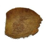 Ekakshi Nariyal-One Eye Coconut